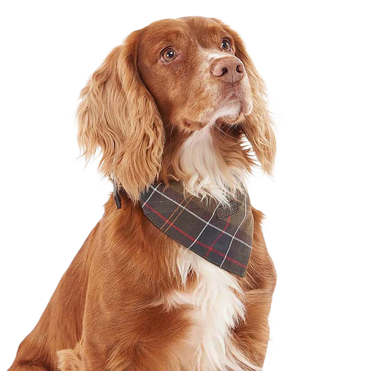 BARBOUR - TARTAN DOG BANDANA